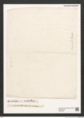 Diatomeae indet. Zeichnungen Sammlung Grunow (NHMW-BOT-W0375322)